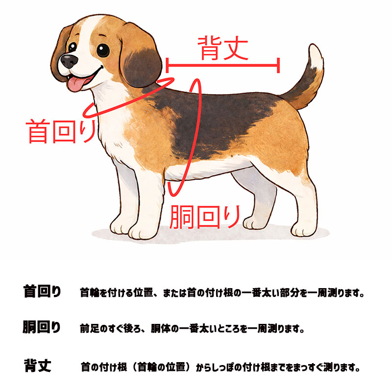 犬のサイズの測り方